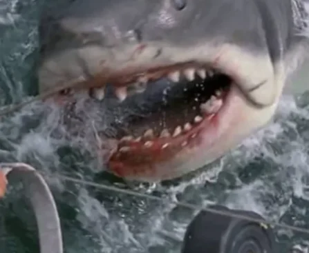 Is There Any Truth to the ‘Jaws’ Movie?